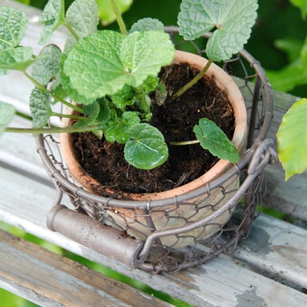 Aged Terracotta Pot In a Wire Basket With Handle