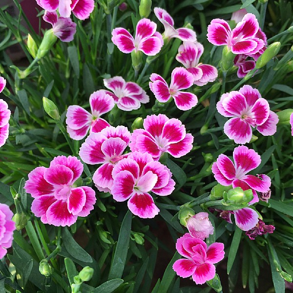 Potentilla atrosanguinea 'Scarlet Starlet' | Perennials | Webbs Garden ...