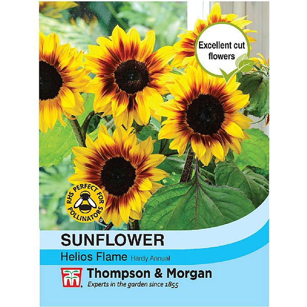 Thompson & Morgan Sunflower Helios Flame