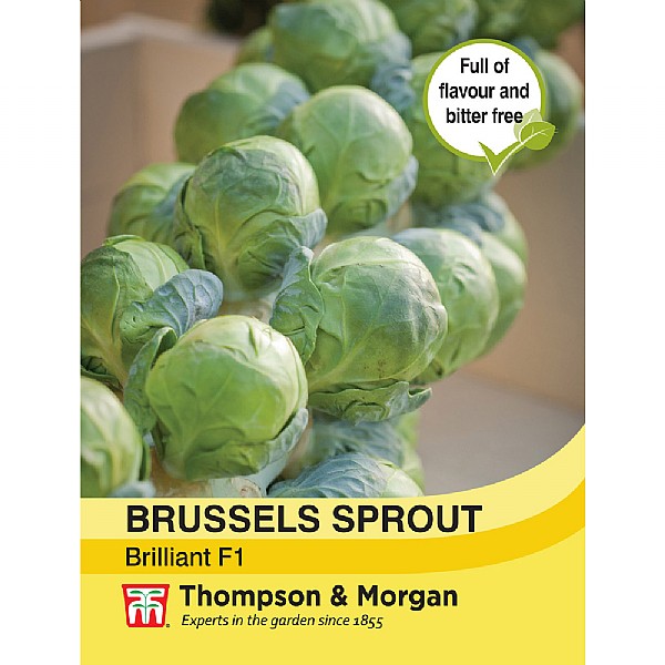 Thompson & Morgan Brussels Sprout Brilliant F1 Hybrid