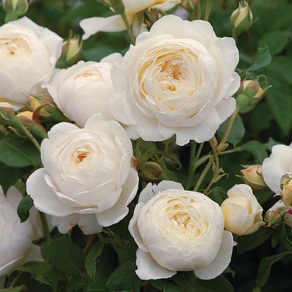 Buy Rose Plants Online Webbs Garden Centre