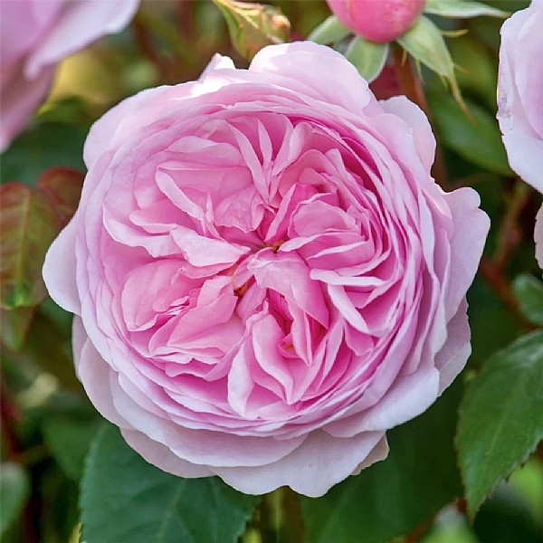 Olivia Rose Austin Fragrant English Shrub Rose 6L