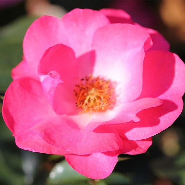 'Rosy Cheeks' Bush Rose 3L