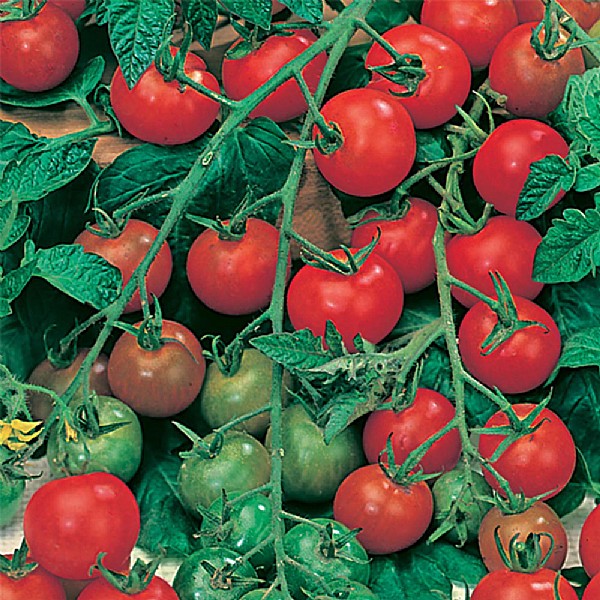 Tomato Gardeners Delight Seeds