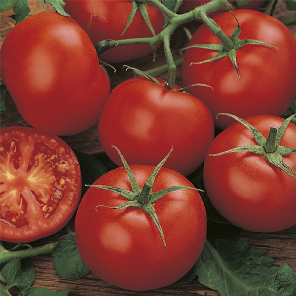 Tomato Moneymaker Seeds