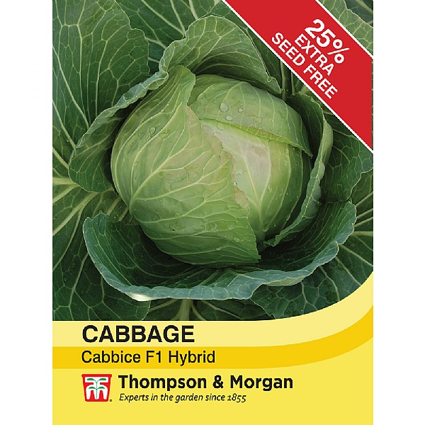 Thompson & Morgan Cabbage Cabbice F1 Hybrid
