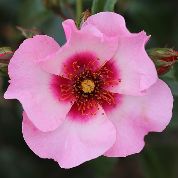 Buy Rose Plants Online Webbs Garden Centre