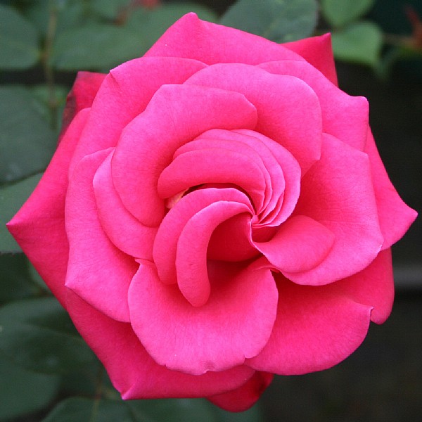 Buy Rose Plants Online bs Garden Centre