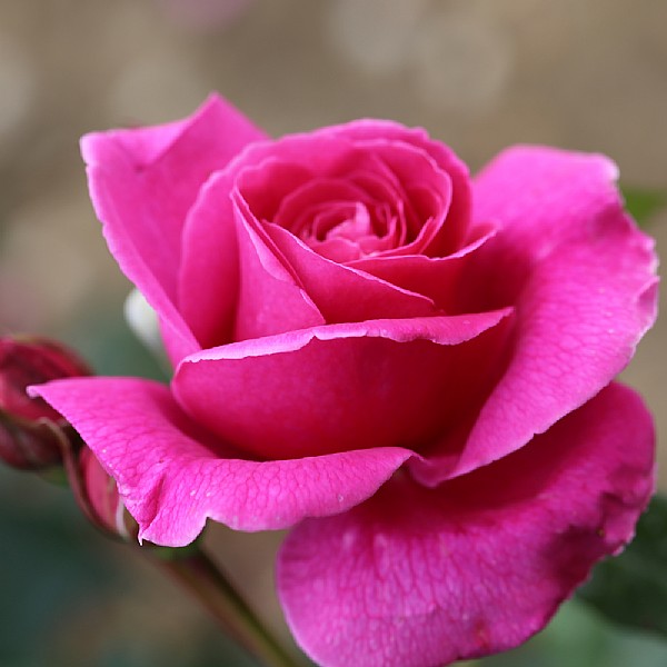 Naomi Hybrid Tea Rose 3L