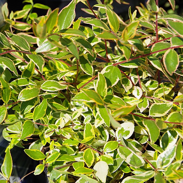 Abelia grandiflora 'Hopleys'