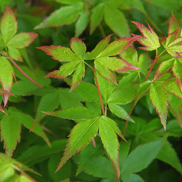 Acer palmatum 'Little Princess'
