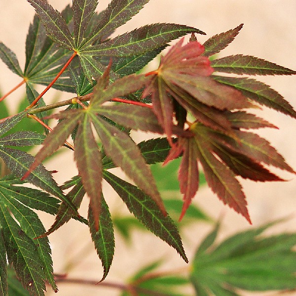 Acer palmatum 'Momiji Gawa'
