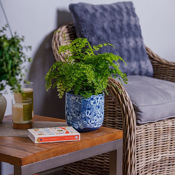 Adiantum fragrans (Maidenhair Fern)