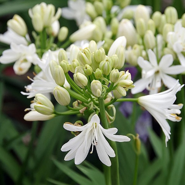 Agapanthus 'Double Diamond'