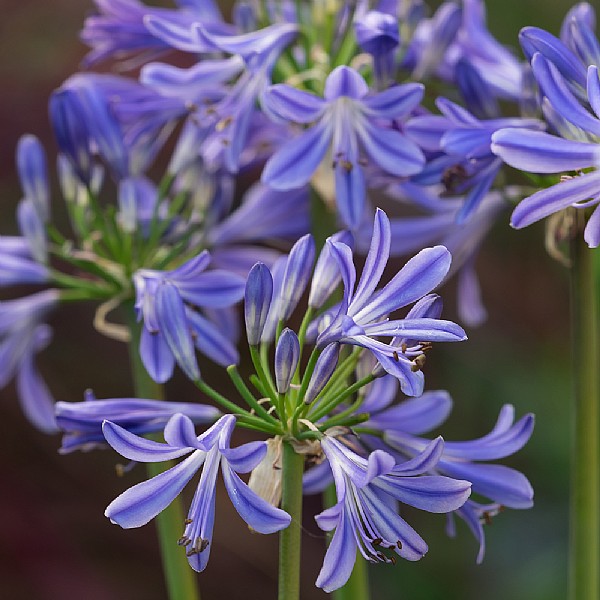 Agapanthus 'Charlotte'