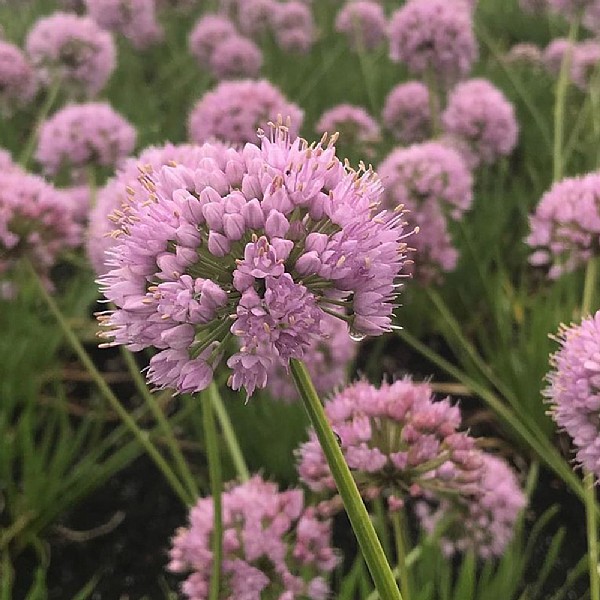 Allium 'In Orbit'