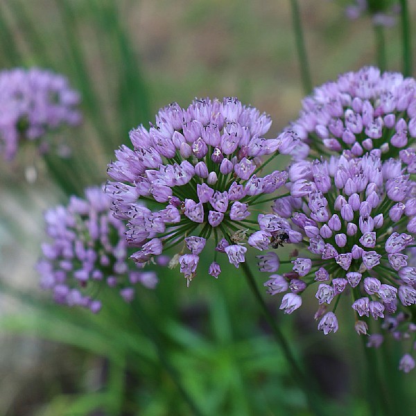 Allium angulosum 'Summer Beauty'