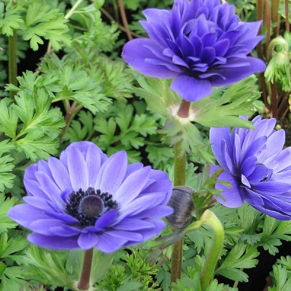 Anemone 'Harmony Double Blue' | Perennials | Webbs Garden Centre