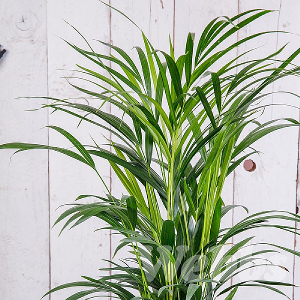 Areca Palm Dypsis Lutescens Various Sizes