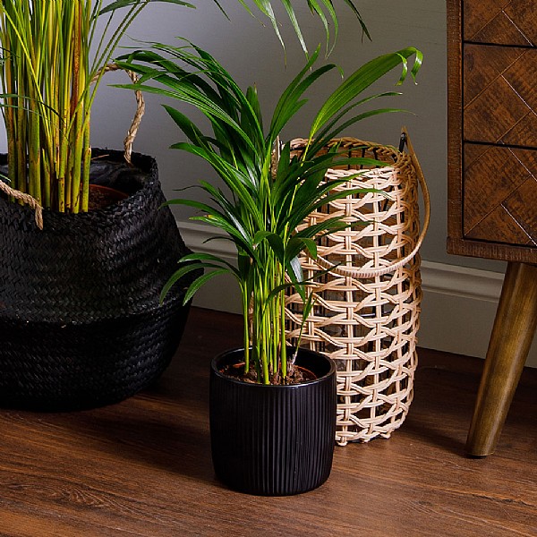 Areca Palm (Dypsis Lutescens) - Various Sizes
