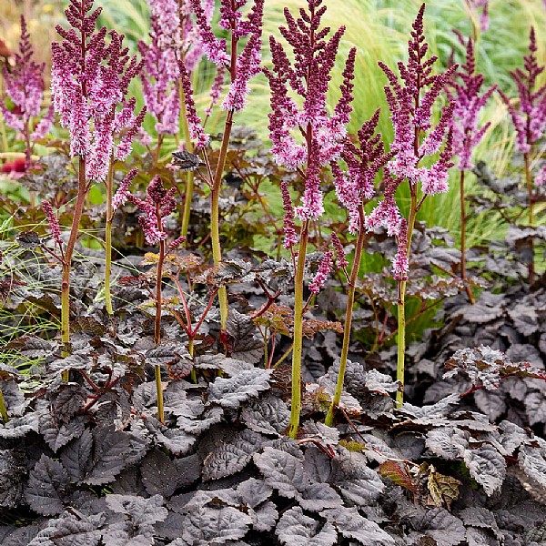 Astilbe 'Dark Side of the Moon'