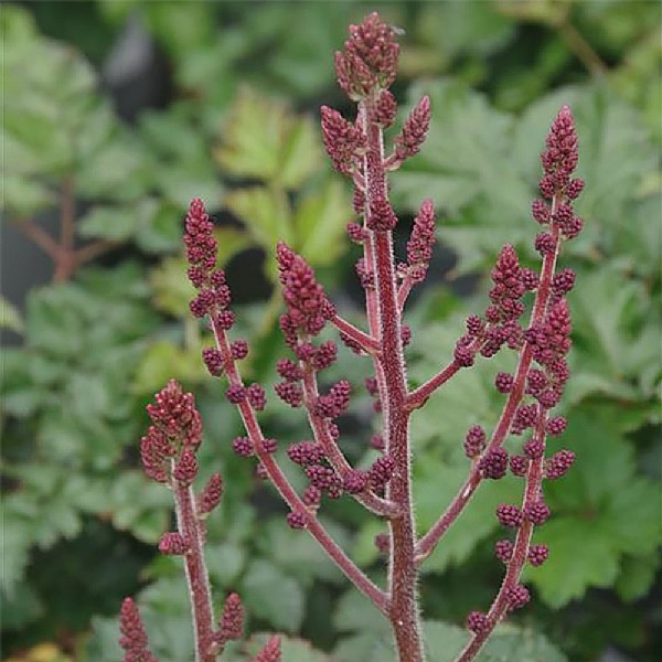 Astilbe 'Purple Rain'