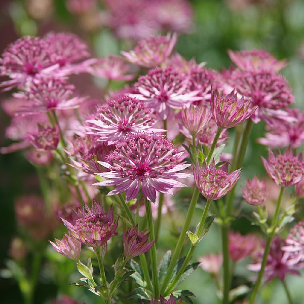 Astrantia major 'Roma'