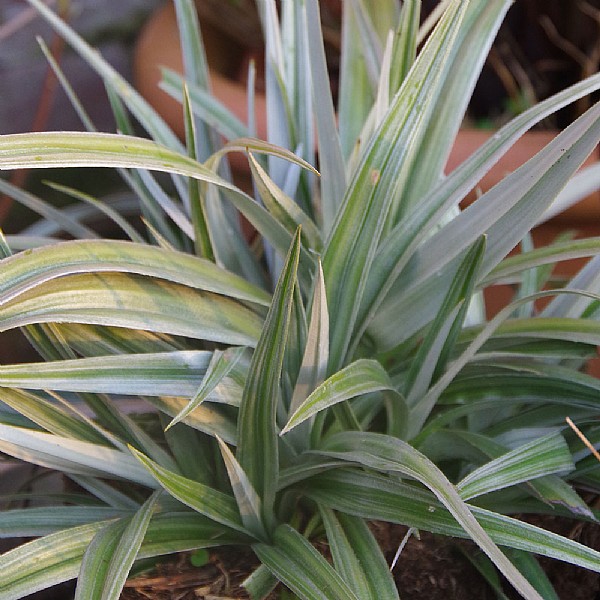 Astelia 'Silver Shadow'