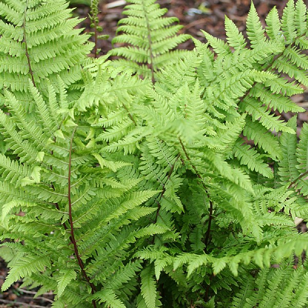 Athyrium 'Lady in Red'