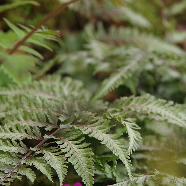 Athyrium niponicum 'Metallicum'