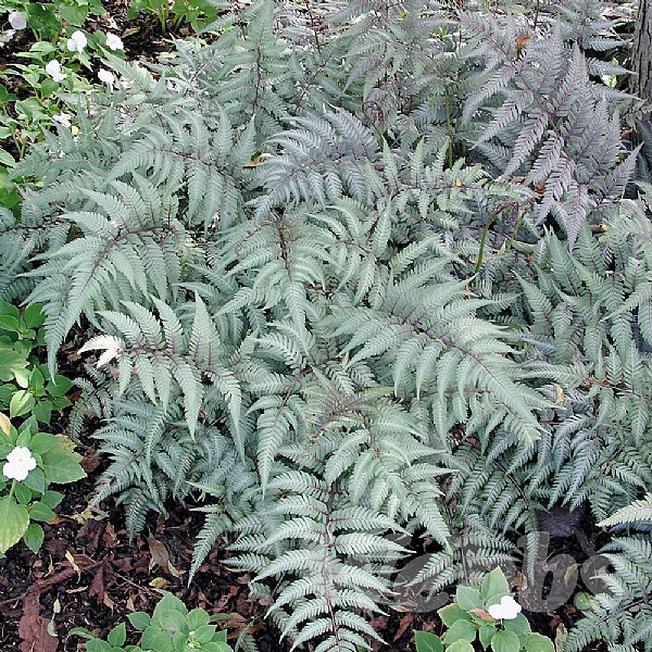 Athyrium niponicum 'Pictum'