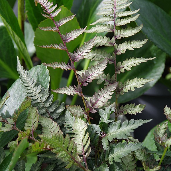 Athyrium niponicum var. pictum 'Red Beauty'
