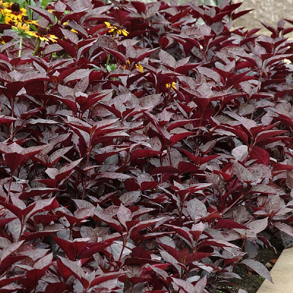 Alternanthera 'Purple Knight'