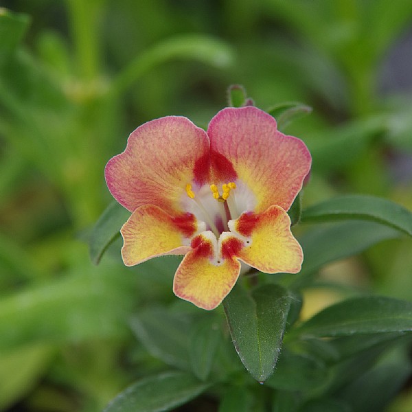 Antirinca 'Copper Apricote'