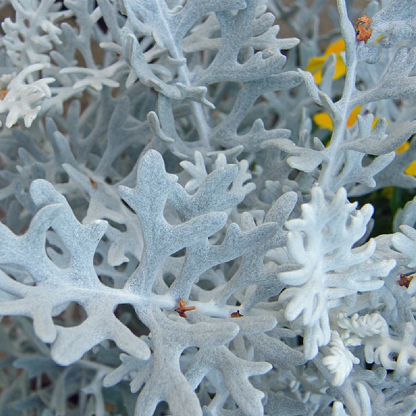 Cineraria maritima 'Silver Dust'