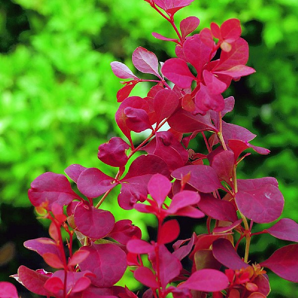 Berberis thunbergii 'Orange Rocket'