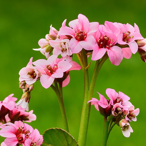 Bergenia Dragonfly 'Sakura'
