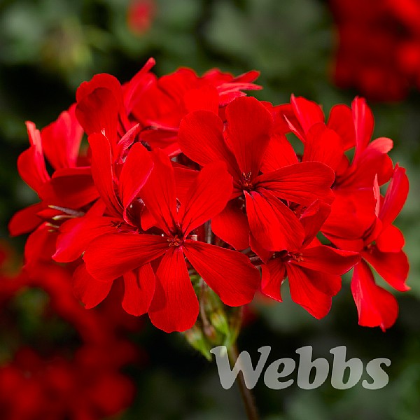 Geranium 'Calliope Cascade Red'