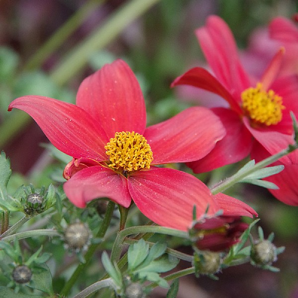 Bidens Campfire 'Flame'