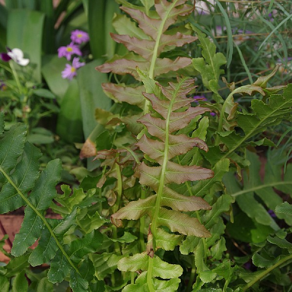 Blechnum brasiliense 'Volcano'