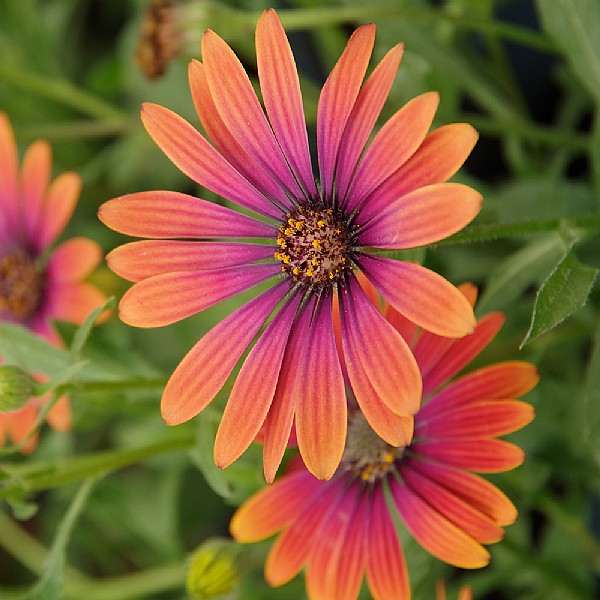 Osteospermum 'Purple Sun'