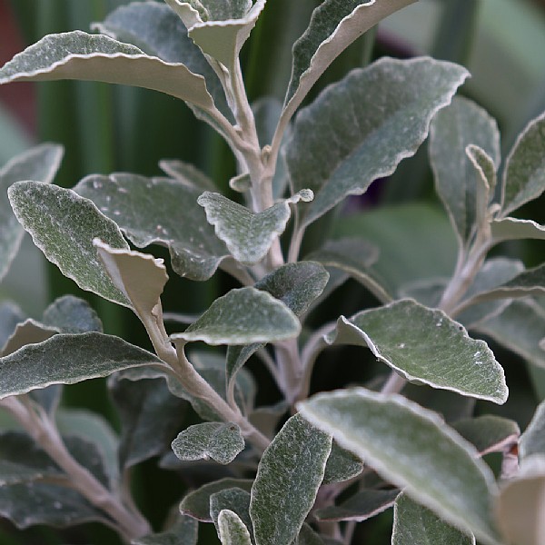 Brachyglottis 'Silver Waves'