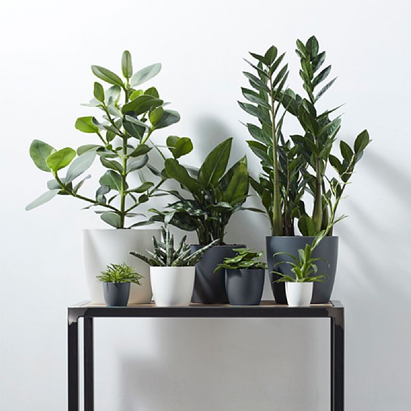 Elho Brussels Round Planter 18cm (Various Colours)
