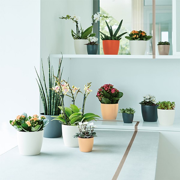 Elho Brussels Round Mini Planter 7cm (Various Colours)