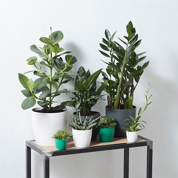 Elho Brussels Round Mini Planter 9.5cm (Various Colours)