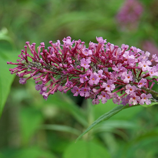 Buddleia davidii 'Pink Delight'