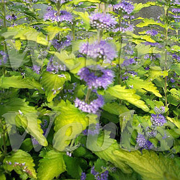 Caryopteris x clandonensis 'Hint of Gold'