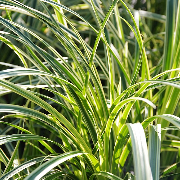 Carex 'Vanilla Ice'