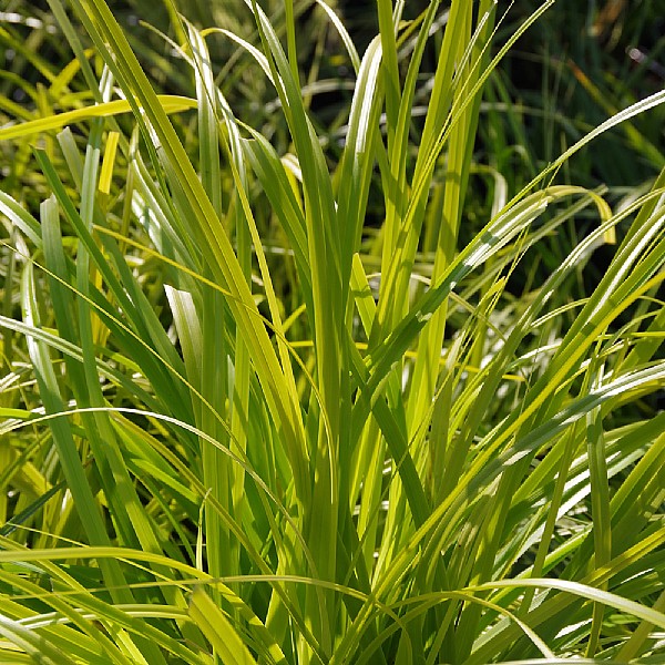 Carex 'Everillo'