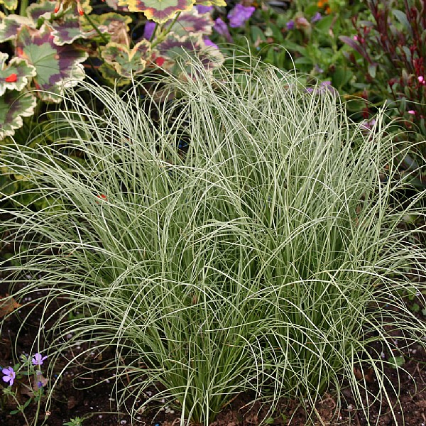 Carex comans 'Frosted Curls'
